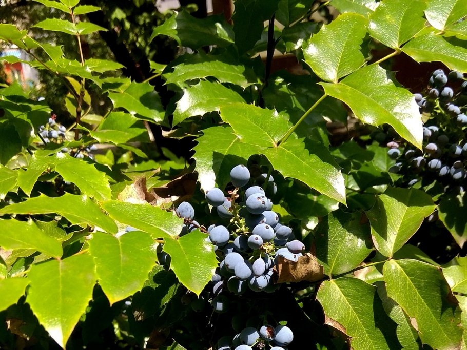 Магония средняя