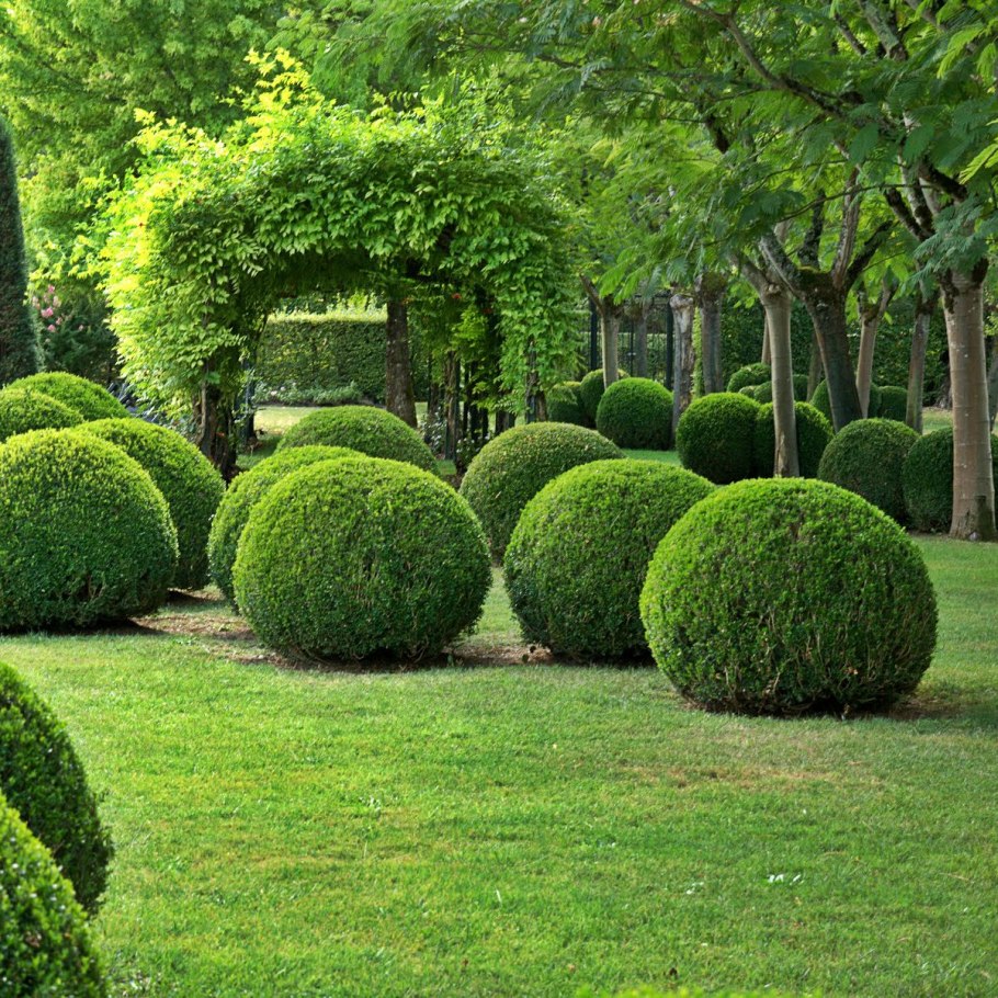 Самшит Buxus