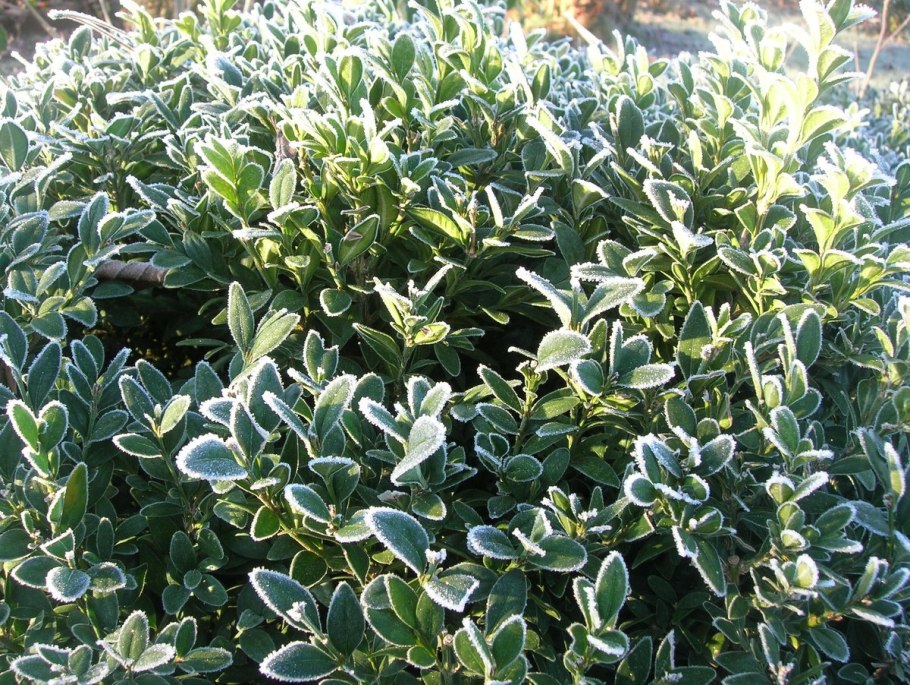 Дубровник кустарник вечнозеленый