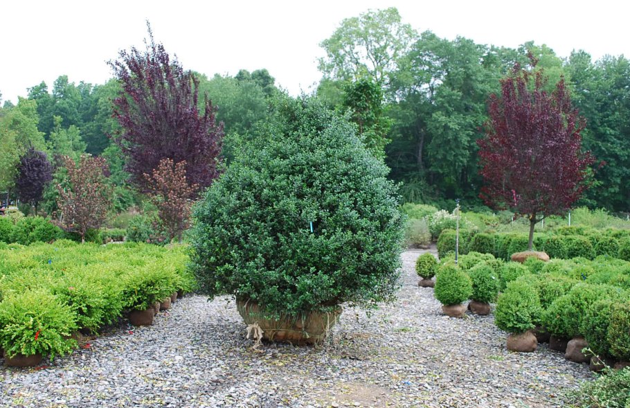 Вечнозеленые лиственные кустарники полукустарники