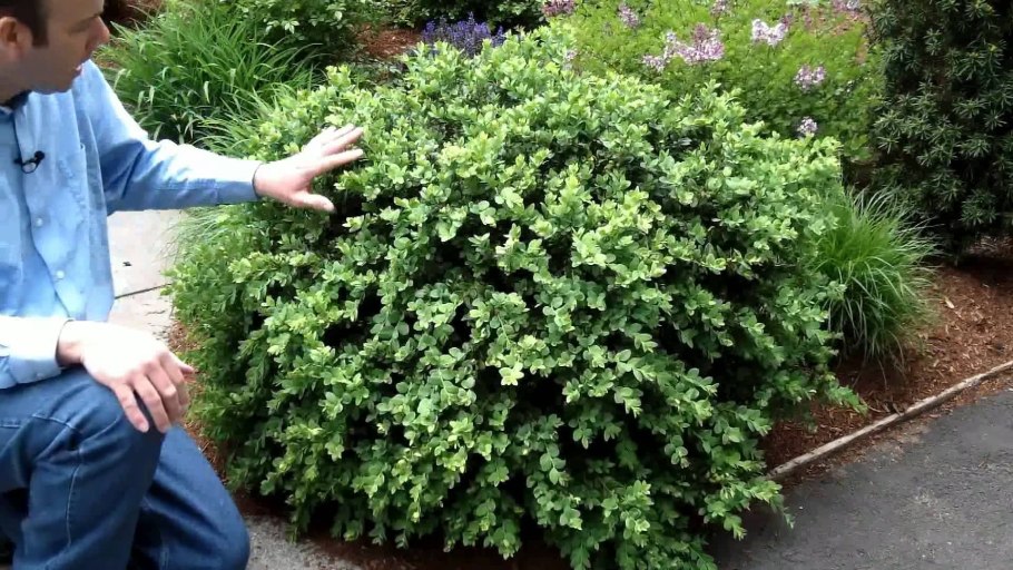 Кустарник шамшут