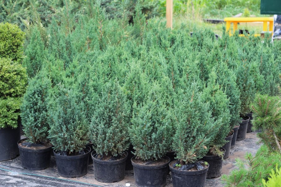 Вечнозеленое игольчатое декоративное растение