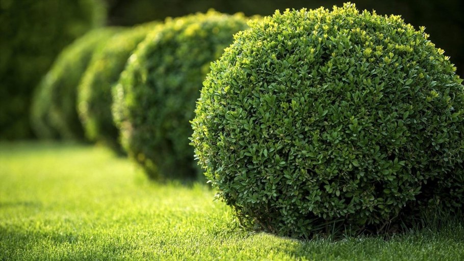 Самшит вечнозеленый Buxus sempervirens