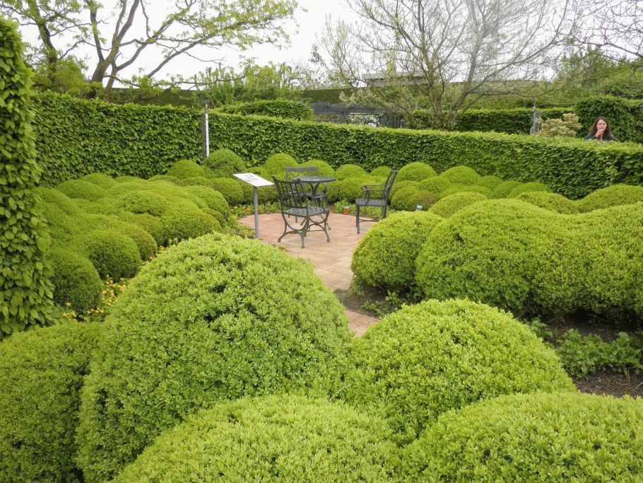 Шаровидная крона хвойников самшит