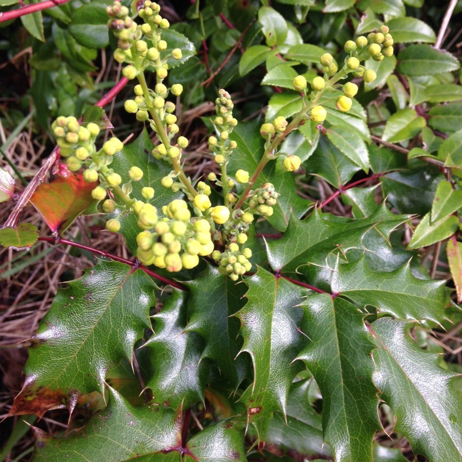 Магония падуболистная листья