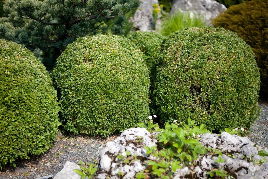 Самшит вечнозеленый Buxus sempervirens