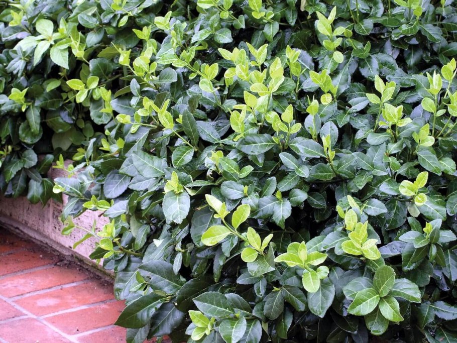 Бересклет Эонимус