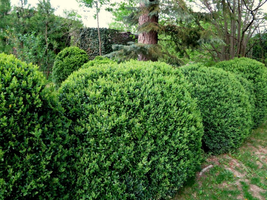 Самшит вечнозеленый Ауреа