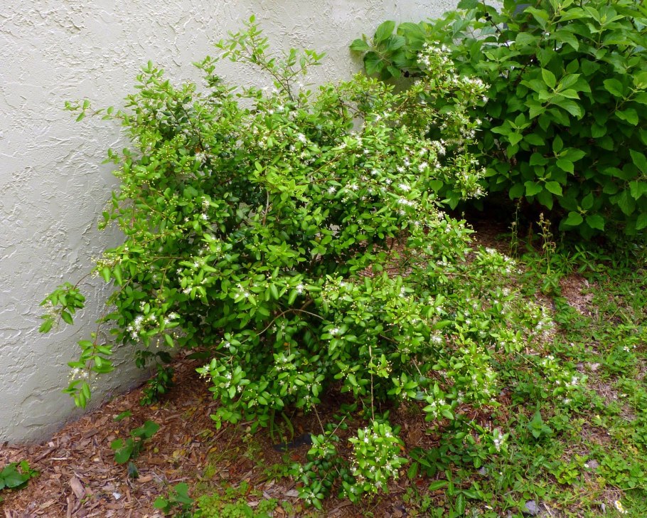 Ива мелколистная кустарник