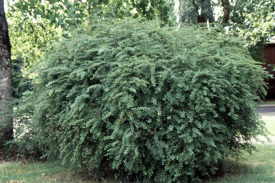 Барбарис дартс Дефайнс