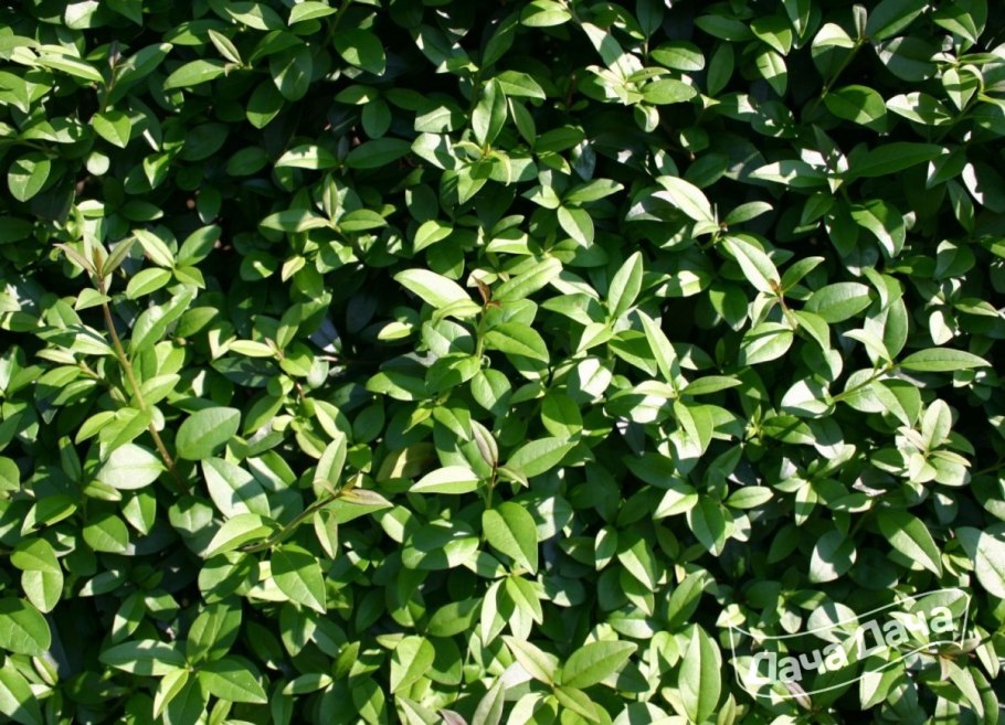 Бирючина обыкновенная (Ligustrum vulgare)