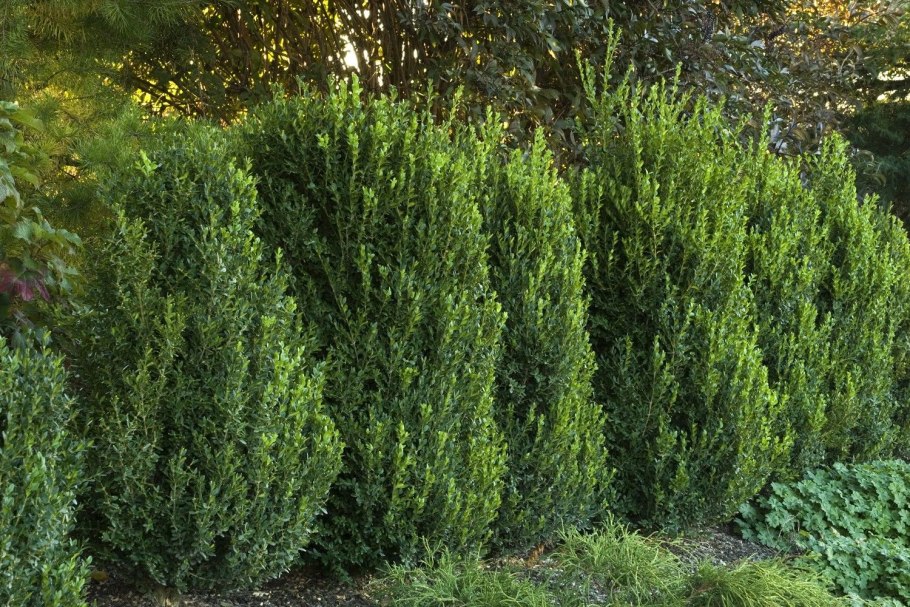 Buxus Green Mountain