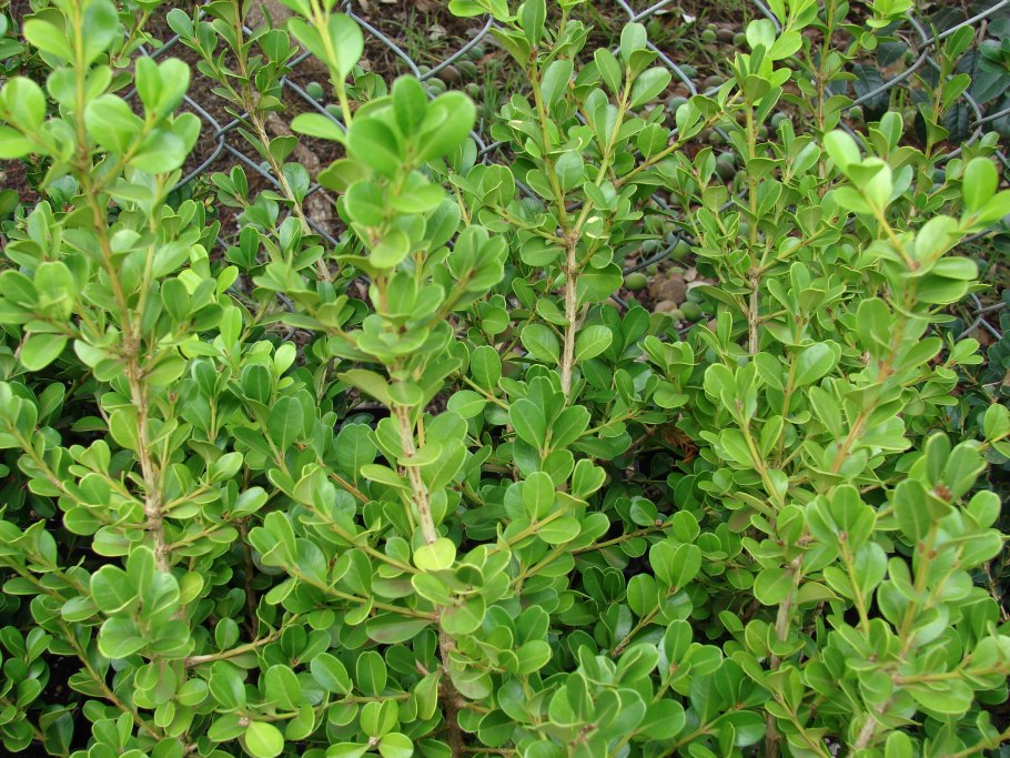 Листья Буксус