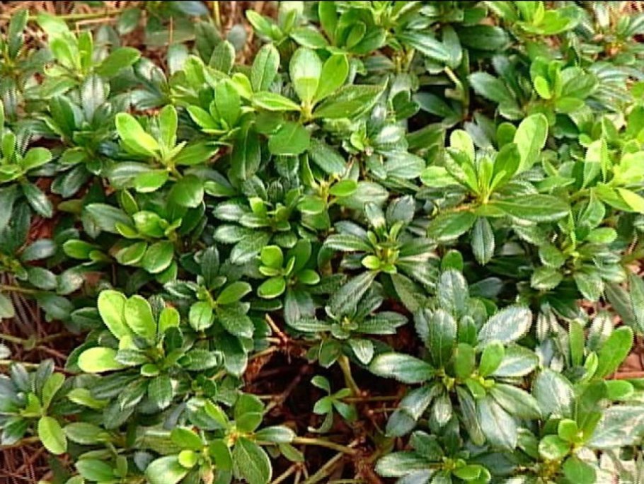 Вечнозеленый кустарник раннецветущий