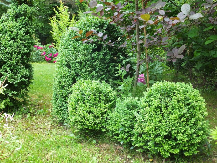 Кавказская Пальма самшит