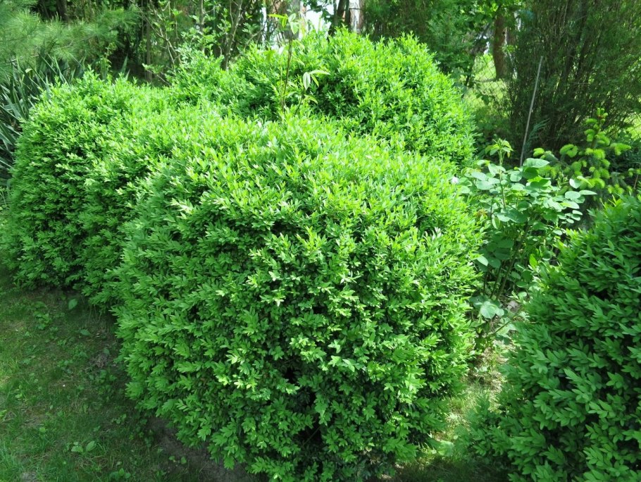 Самшит Абхазия кустарник