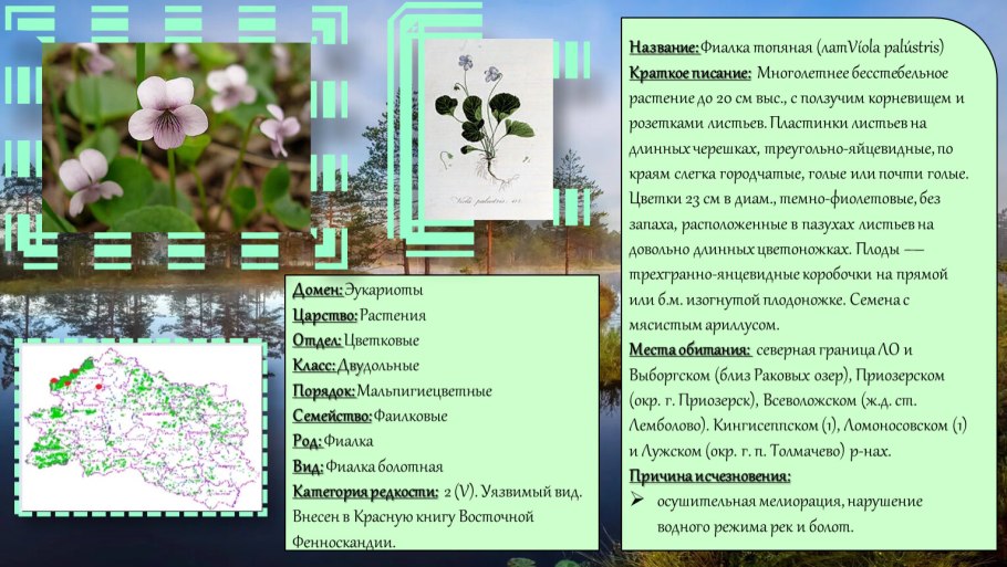 Фиалка топяная красная книга описание