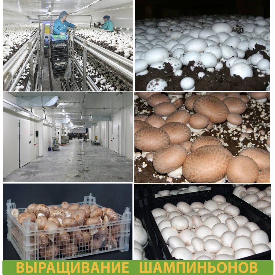 Шампиньоны выращивать