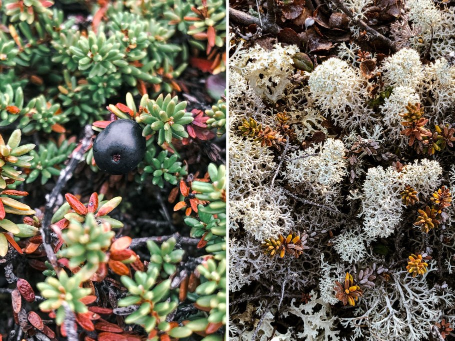 Растение и животные тундры сообщение 4 класс