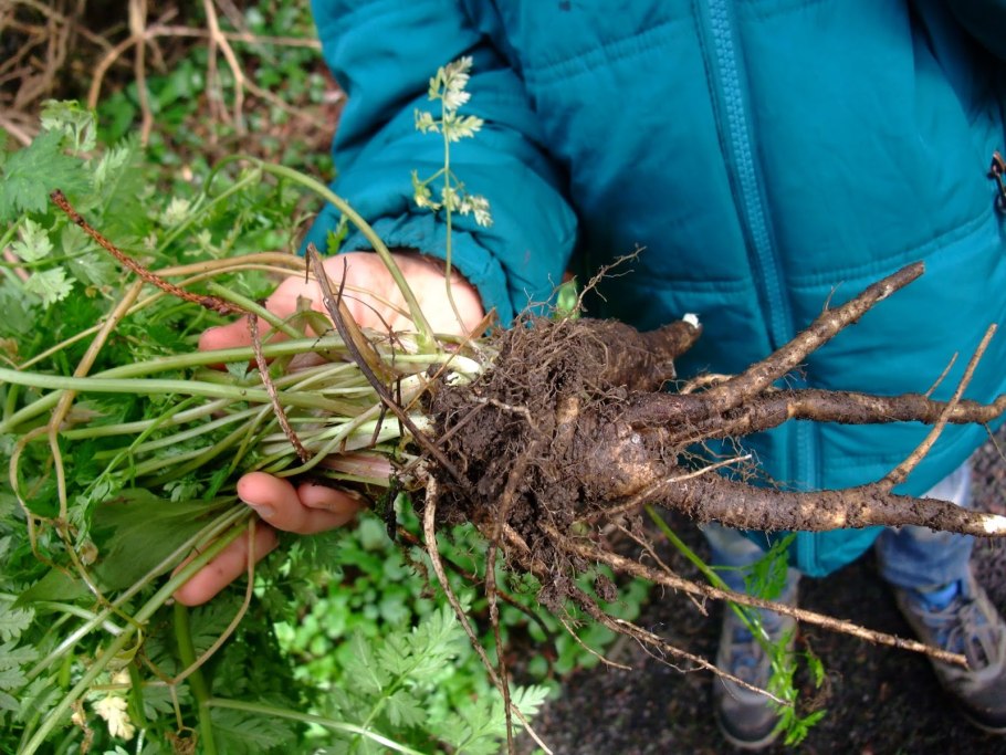 Умирающие растения