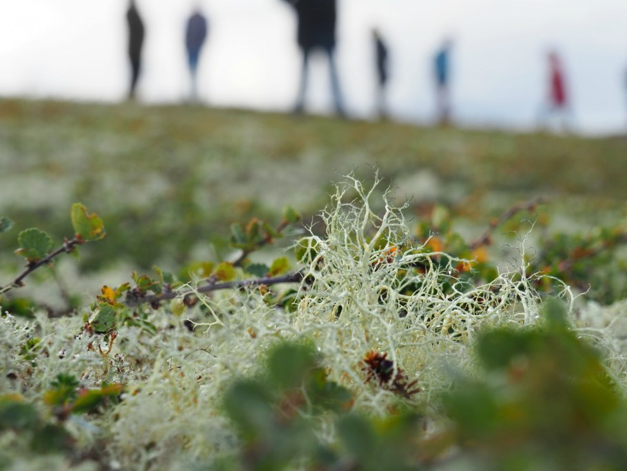 Арктическая Морошка