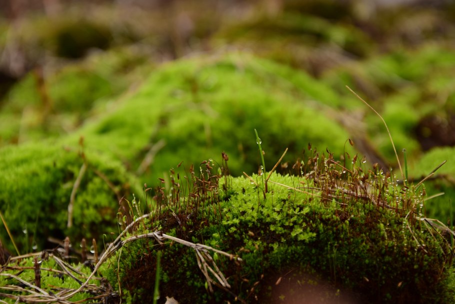 Кладония Оленья, Олений мох, ягель