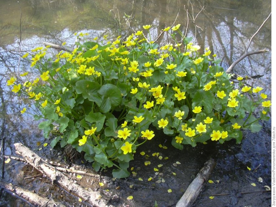 Растения тундры ягель