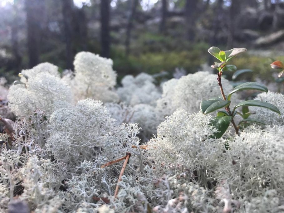 Почему растения в тундре низкорослые