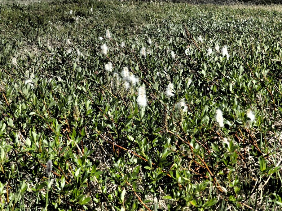 Цирифилум мох