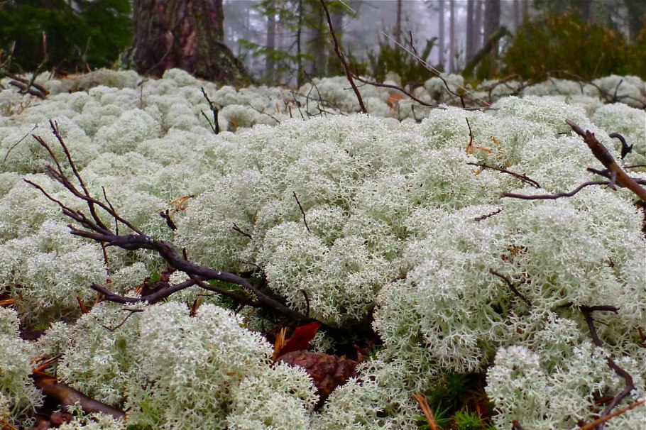 Растения тундры мхи и лишайники