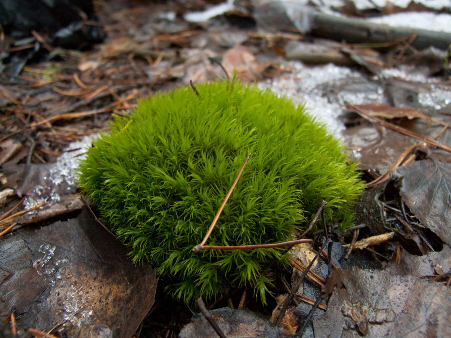 Ягель Олений мох