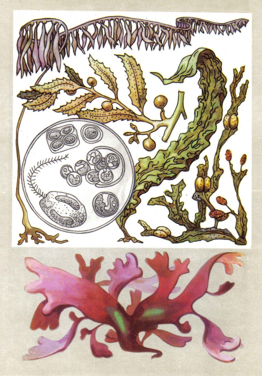 Красные водоросли (Rhodophyta)