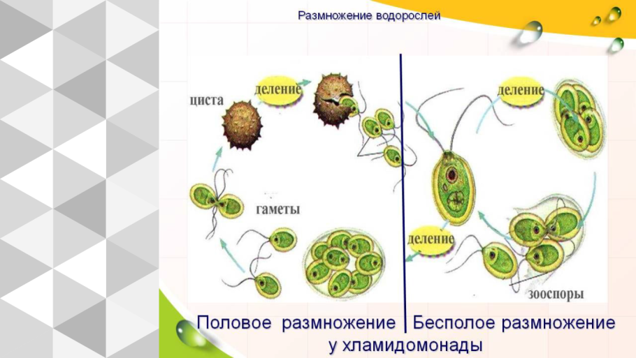 Съедобная бурая водоросль, "морская капуста"
