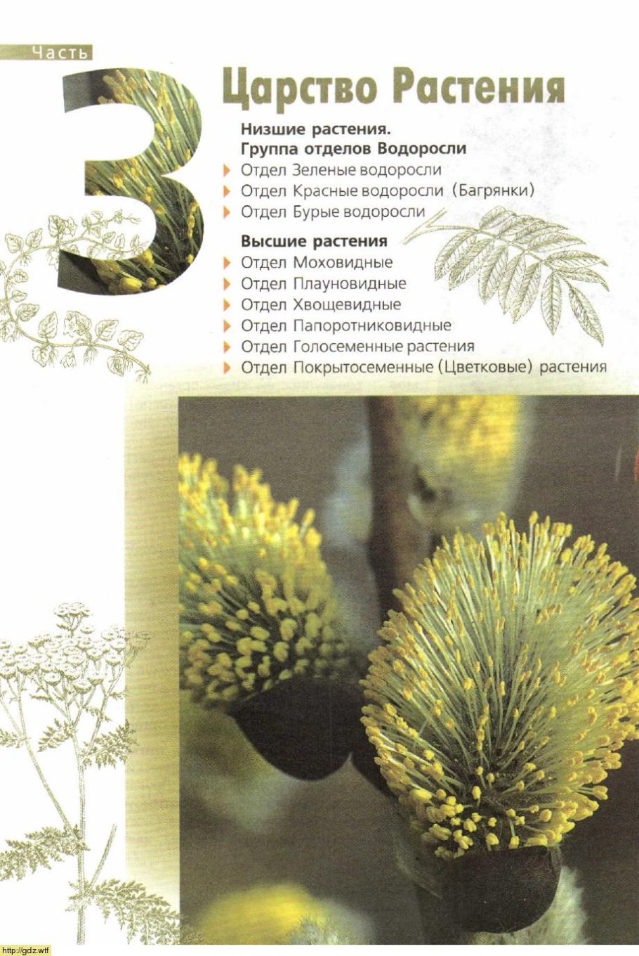 Стилизованные водоросли