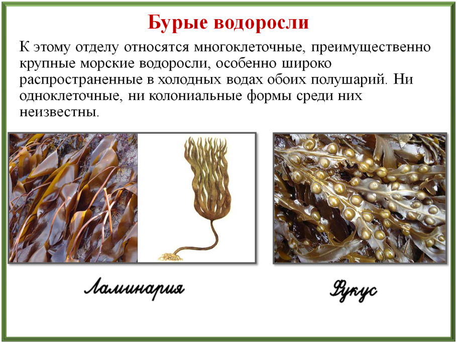 Бурые водоросли представители