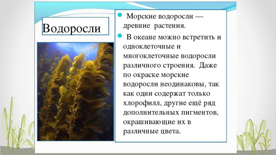 Водоросли древнейшие представители