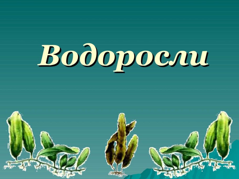 Самые древние водоросли