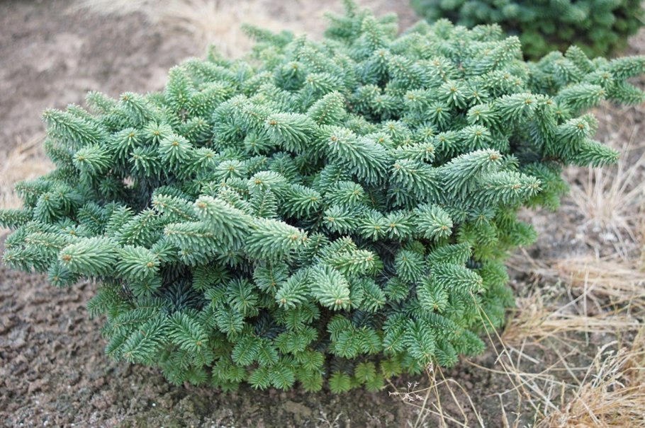 Пихта Абиес бальзамическая Нана