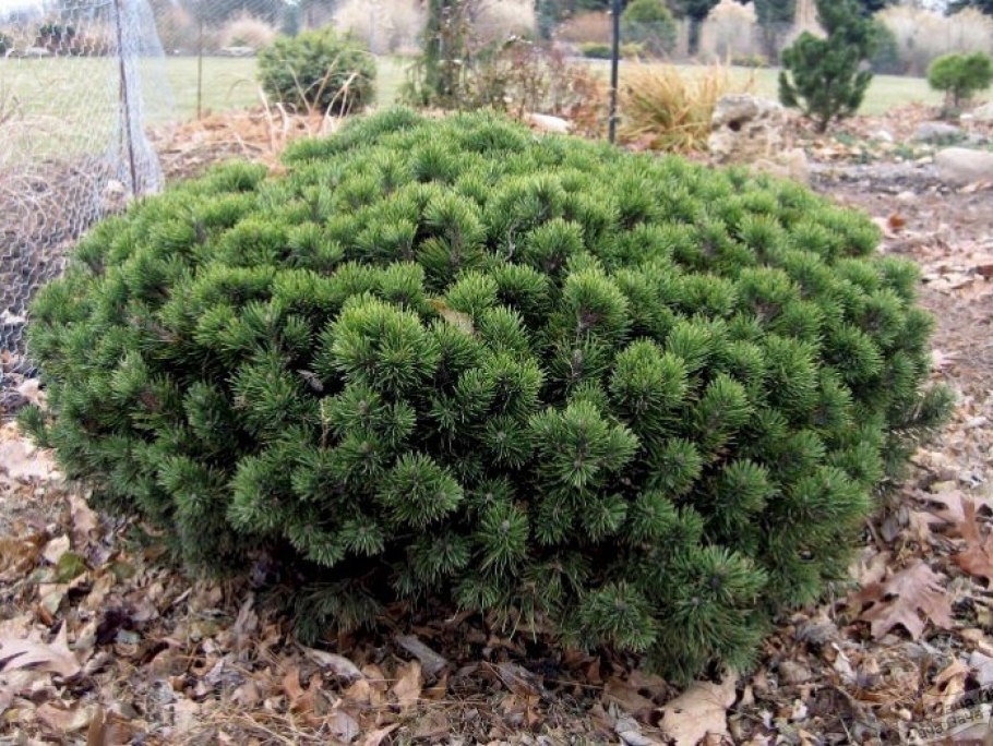 Сосна Горная Гном (Pinus mugo Gnom)