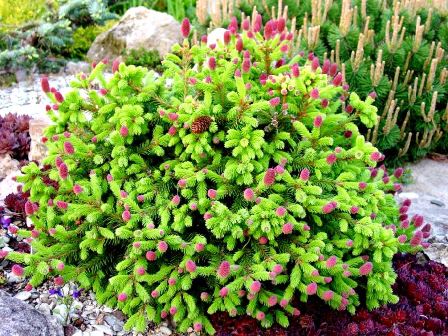 Ель обыкновенная Акрокона