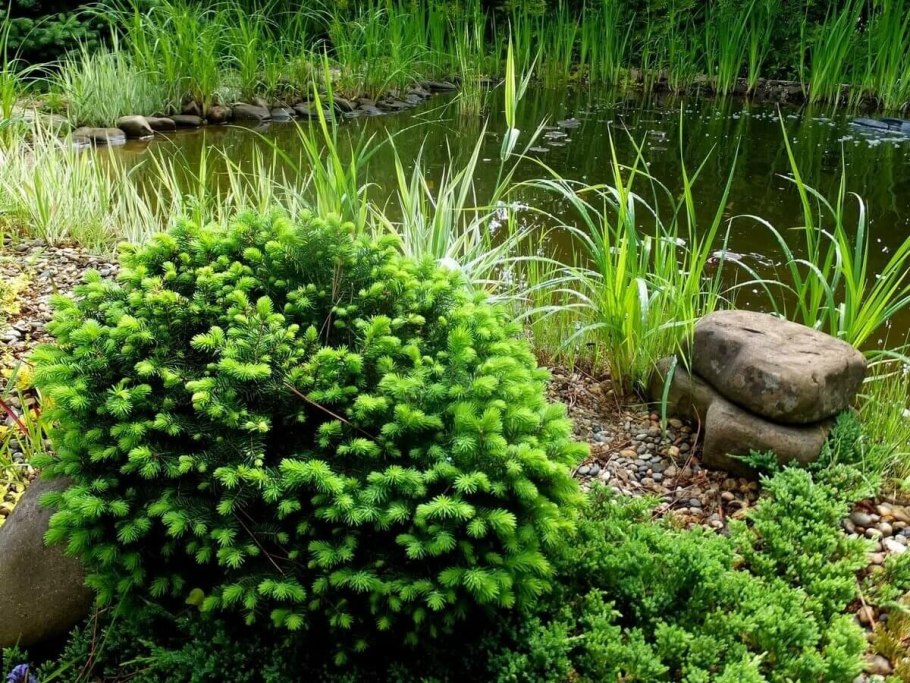 Ель Сербская Karel