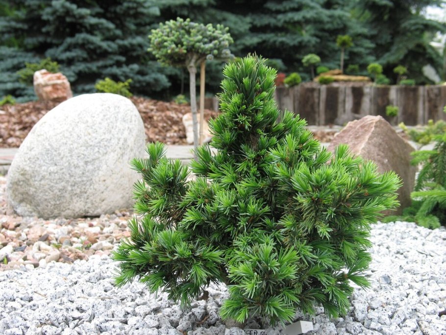 Picea omorika Karel