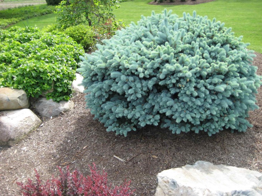 Ель колючая (Picea pungens glauca globosa)