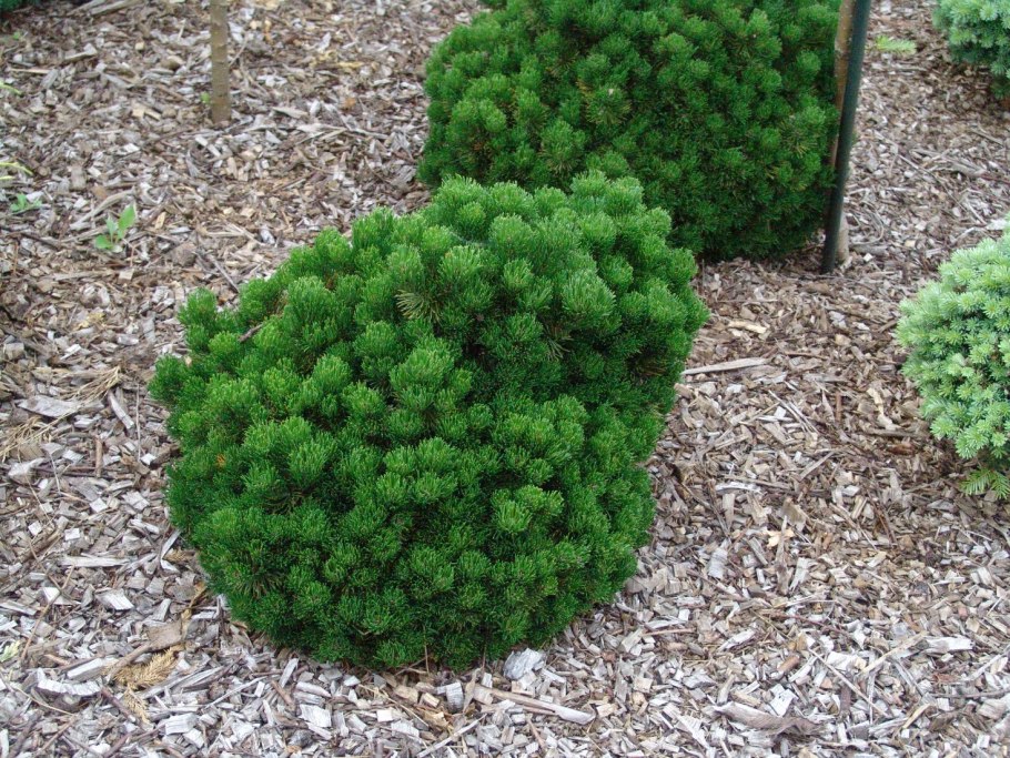 Pinus mugo Picobello