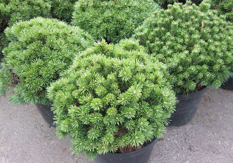 Сосна Горная Бенджамин