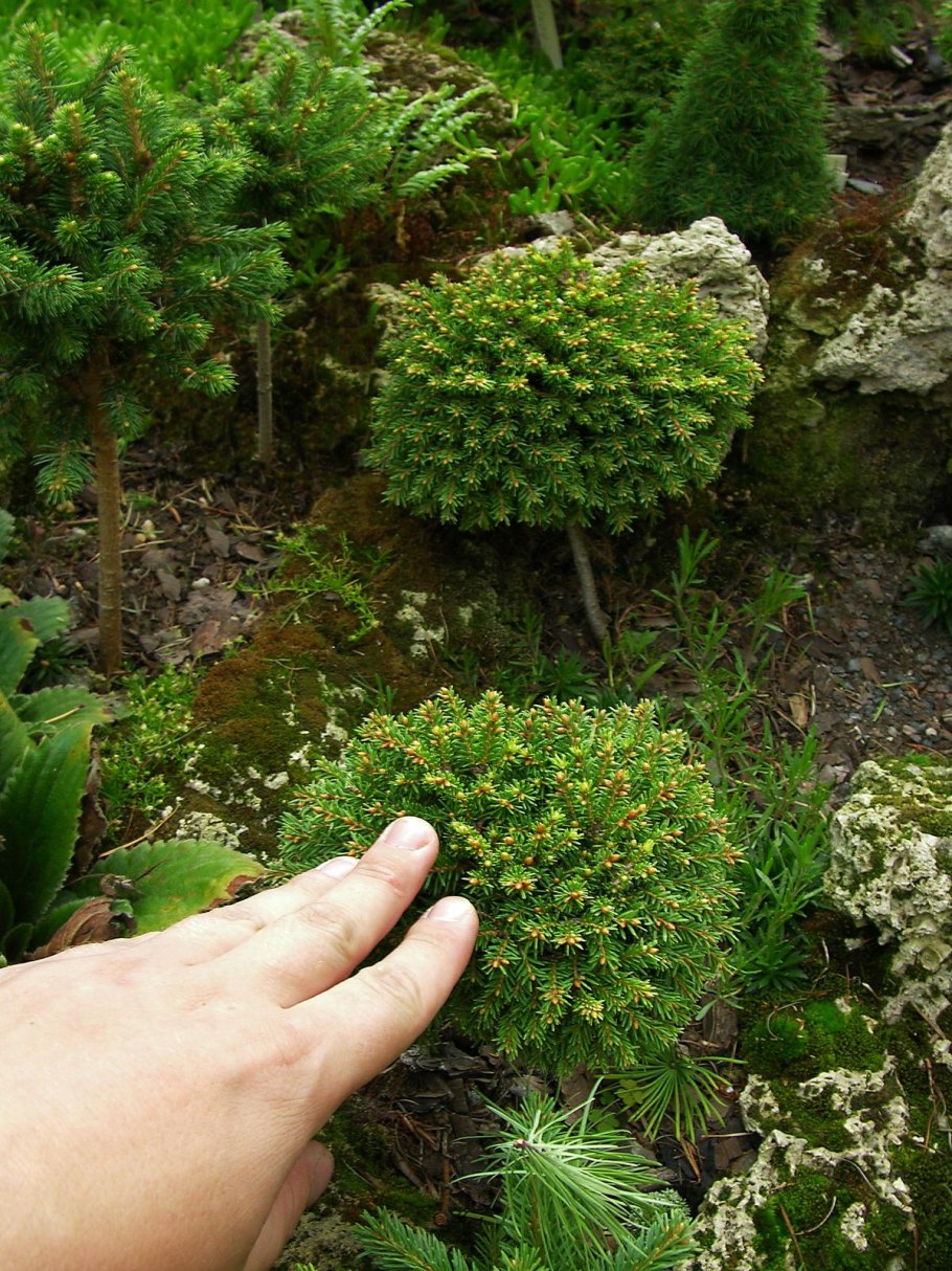 Низкорослые миниатюрные хвойники