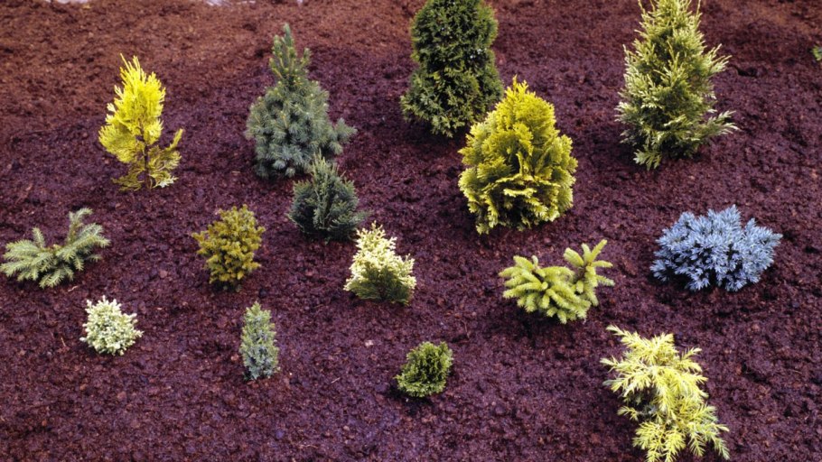 Низкорослые миниатюрные хвойники