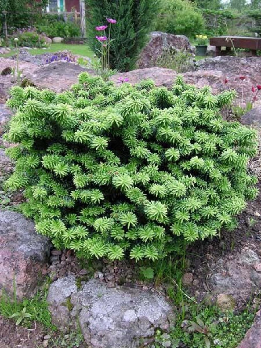 Пихта Абиес бальзамическая Нана