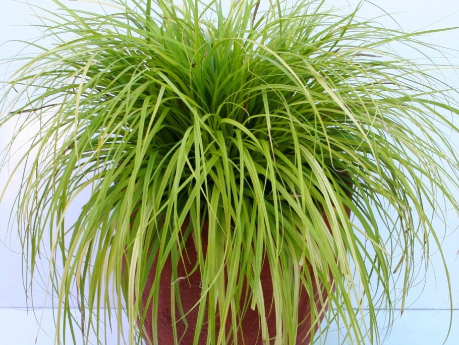 Осока прямостоячая