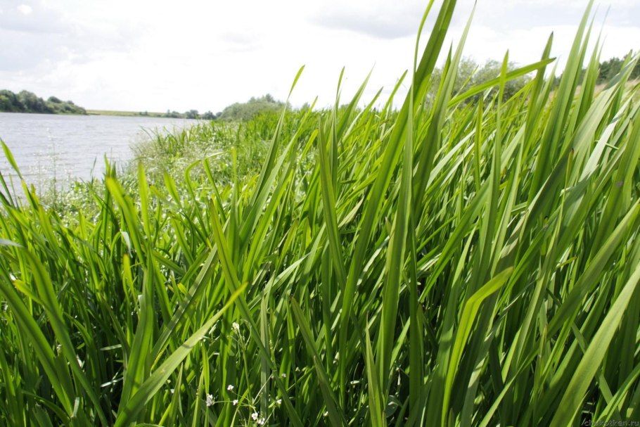 Осока Горная Carex Montana